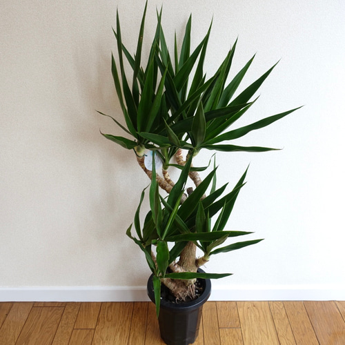 かなり美形です‼︎ ユッカ エレファンティペス 曲がり 観葉植物 室内