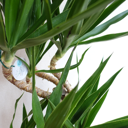 ユッカ・エレファンティペス 約1メートル　3個　観葉植物　人気　迫力　植物 ユッカ・エレファンティペス 約1メートル 3個 観葉植物 人気 迫力 植物