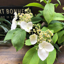 ★★あじさいタワシ★★ de2879bd651bc7dbe4a0ce7a174016