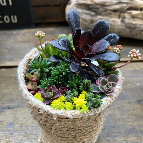 寄せ植え♡セダム♡多肉植物♡寄せ植え♡ガーデニング♡セダム アート