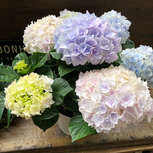 新品種♡ポージィ ブーケ エリー♡マーブル♡アジサイ♡紫陽花