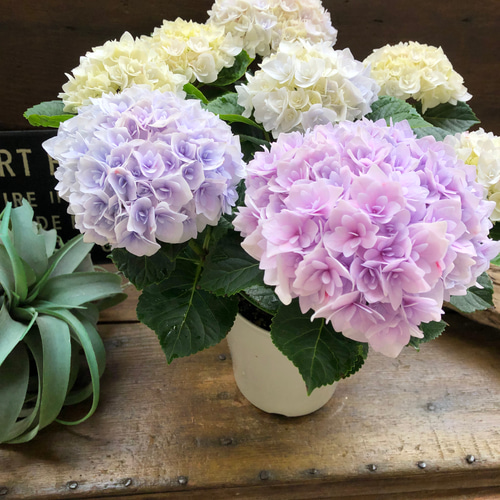 新品種♡ポージィ ブーケ エリー♡マーブル♡アジサイ♡紫陽花