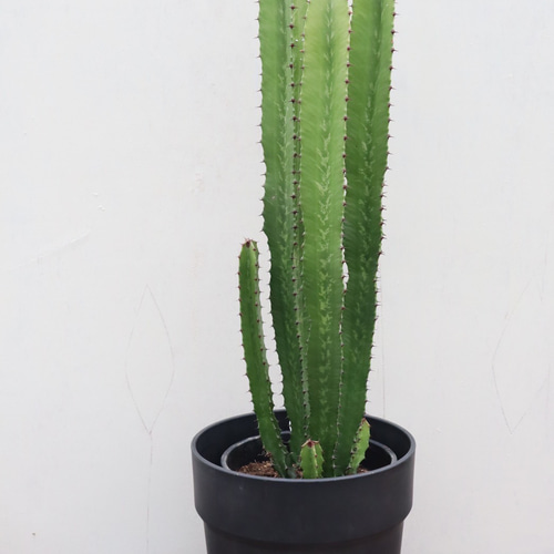 ダイウンカク☆大雲閣☆ユーフォルビア☆サボテン アートフラワー