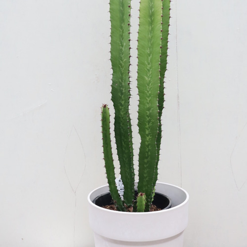 ダイウンカク☆大雲閣☆ユーフォルビア☆サボテン アートフラワー