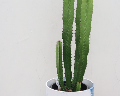 ダイウンカク　♻️リユース観葉植物 観葉植物 ユーフォルビア ダイウンカク（8号鉢）｜HanaPrime（ハナ