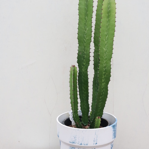 【引取り限定】　サボテン　大雲閣180cm 引取り限定】 サボテン 大雲閣180cm 引取り限定】 サボテン 大雲閣