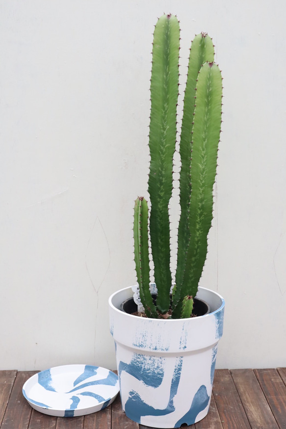 ダイウンカク　♻️リユース観葉植物 観葉植物 ユーフォルビア ダイウンカク（8号鉢）｜HanaPrime（ハナ