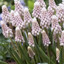 芽出し球根【ピンクサンライズ】植え遅れた方へ 画像のポット 花期以外は球根又は苗をお送りします 2枚目の画像