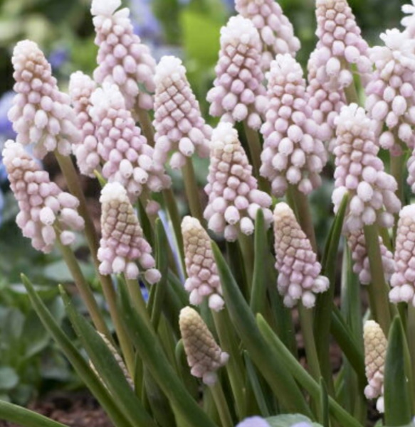 芽出し球根【ピンクサンライズ】植え遅れた方へ 画像のポット 花期以外は球根又は苗をお送りします 2枚目の画像