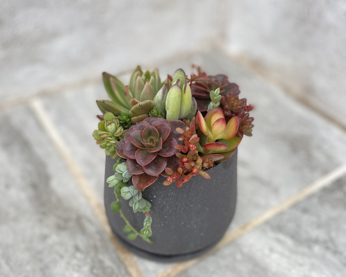 ★多肉  寄せ植え〜flower 29car  黒〜★ e2259a2dc5e43524baa6a88f0cb8e5