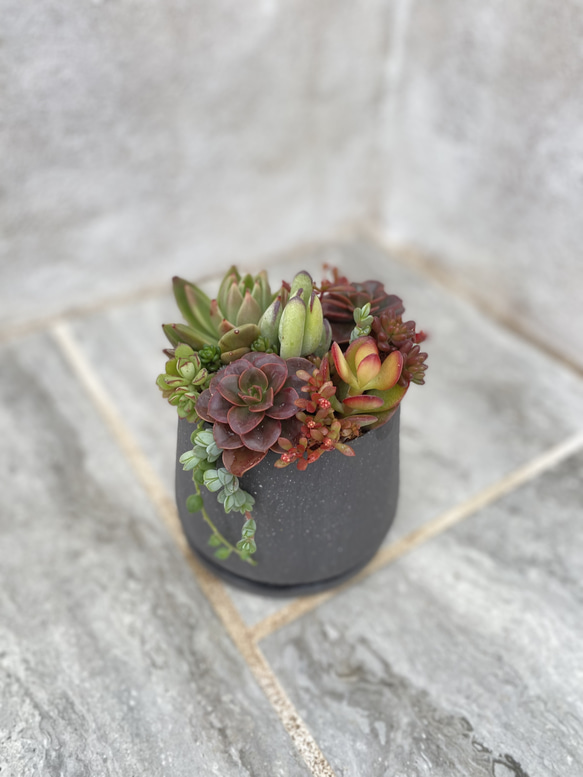 カッコいい黒！多肉植物のプランツギャザリング 多肉植物の寄せ植え