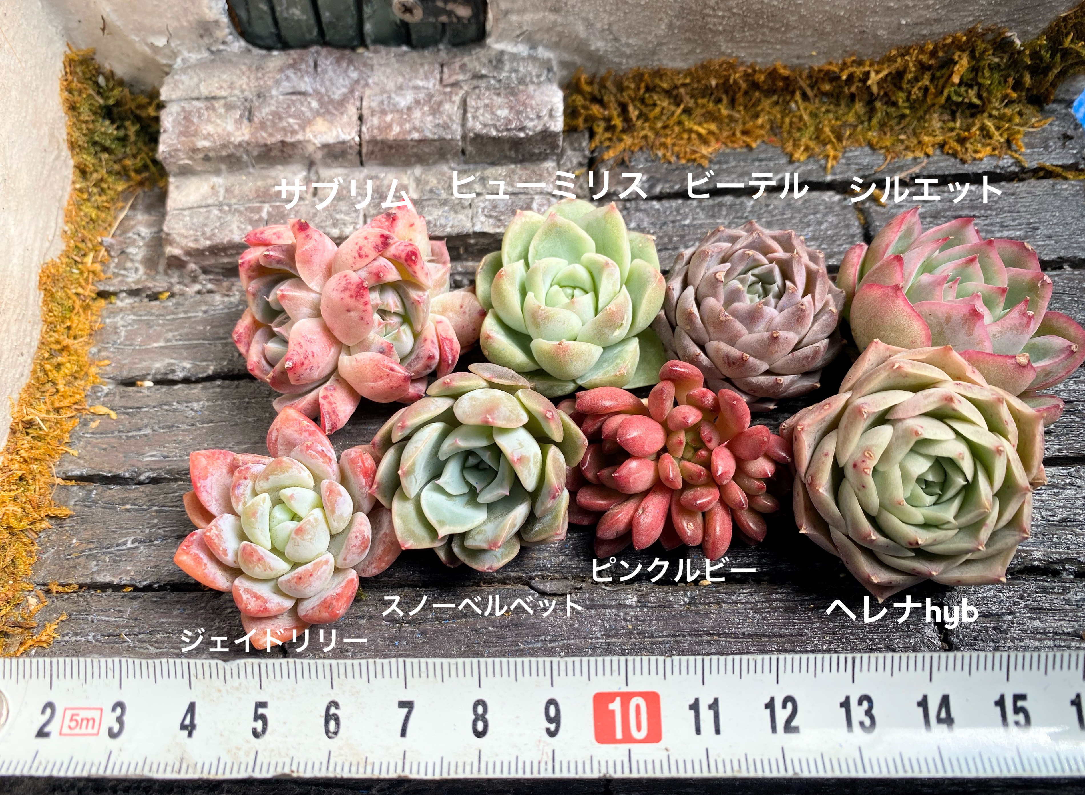 B】️名前付き韓国苗 限定8個セット お買い得 寄せ植え 多肉植物
