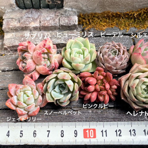 韓国苗入　エケベリア多肉植物セット 約27個＋セダム 多肉植物 多肉植物セットセット 寄せ植えセット エケベリア 韓国苗