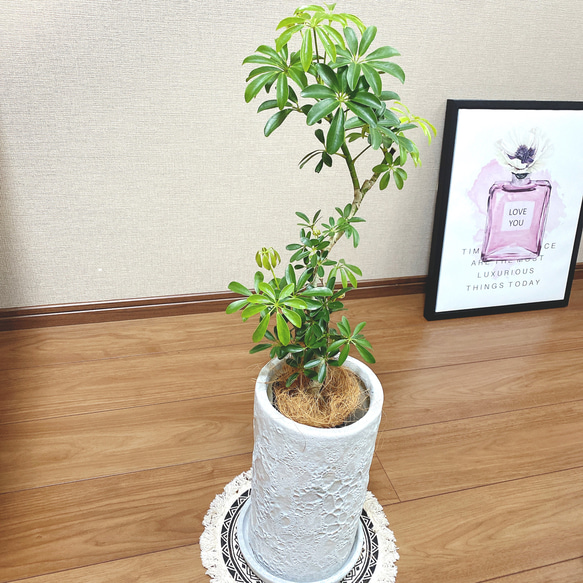 現品］シェフレラ カポック 観葉植物 室内 陶器鉢受け皿付き おしゃれ