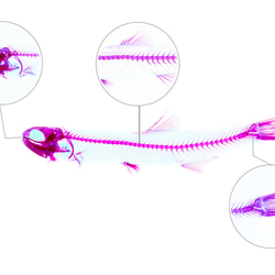 【透明標本工房 fishheart】透明標本筆 - 日本鯷魚 Engraulis japonicus 第10張的照片