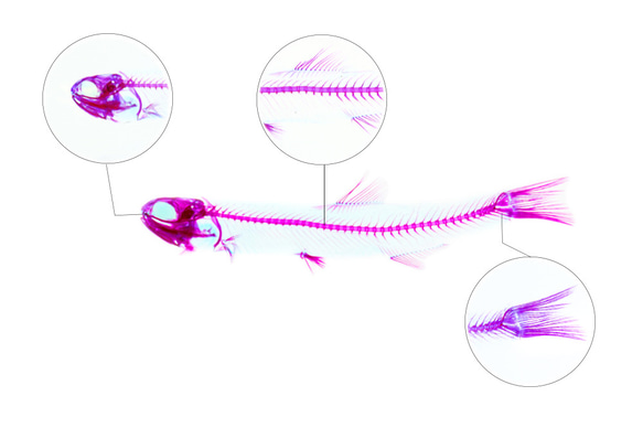 【透明標本工房 fishheart】透明標本筆 - 日本鯷魚 Engraulis japonicus 第10張的照片