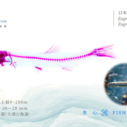 【透明標本工房 fishheart】透明標本筆 - 日本鯷魚 Engraulis japonicus 第6張的照片