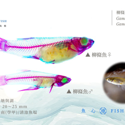 【透明標本工房 fishheart】 透明標本筆 - 柳條魚 Gambusia affinis 第8張的照片