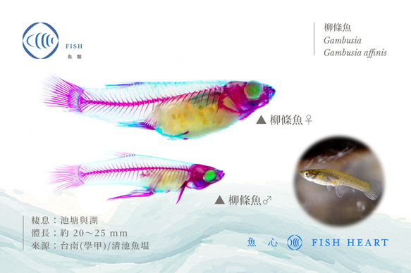 【透明標本工房 fishheart】 透明標本筆 - 柳條魚 Gambusia affinis 第8張的照片