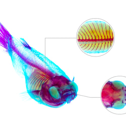 【透明標本工房 fishheart】 透明標本筆 - 柳條魚 Gambusia affinis 第12張的照片