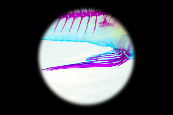 【透明標本工房 fishheart】 透明標本筆 - 柳條魚 Gambusia affinis 第15張的照片