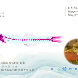 【透明標本工房 fishheart】透明生物標本筆 - 日本禿頭鯊 Sicyopterus japonicus 第7張的照片