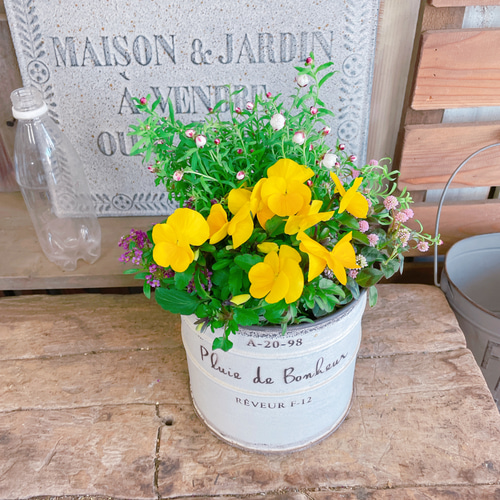 現品♡【春ミニガーデニング】ホワイト系ブリキ鉢♪可愛いガーデニング