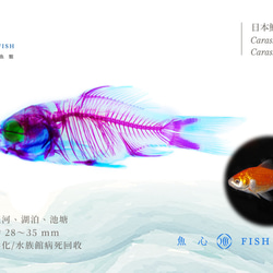 【透明標本工房 fishheart】透明標本球型鑰匙圈 - 日本鯽魚 Carassius auratus 第9張的照片