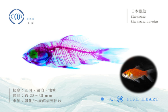 【透明標本工房 fishheart】透明標本球型鑰匙圈 - 日本鯽魚 Carassius auratus 第9張的照片