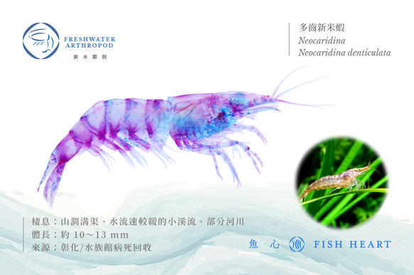 【透明標本工房 fishheart】透明標本鑰匙圈 - 多齒新米蝦 Neocaridina denticulata 第6張的照片