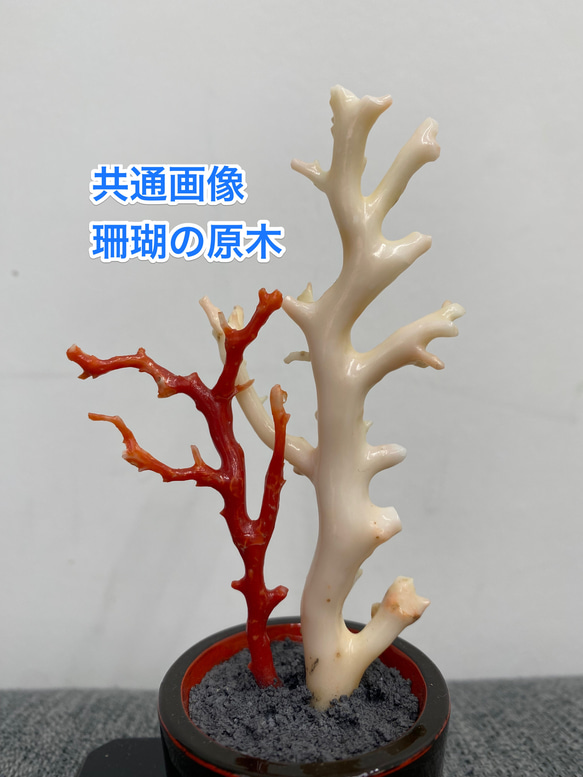 【ヘッドK18】土佐の赤珊瑚　自然のカタチ　枝ペンダント 20枚目の画像