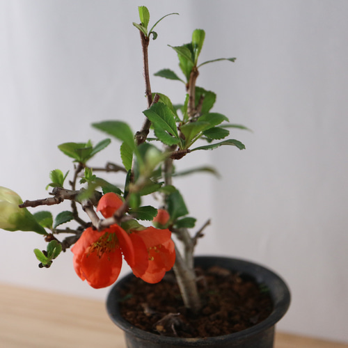 ボケの盆栽‼️今年も赤、白が咲きました。❣️ 3-5 咲き分けのボケ 1本の木から赤と白の花が咲く 小品盆栽 盆栽 極