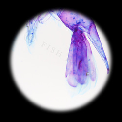 【透明標本工房 fishheart】透明標本鑰匙圈 - 日本沼蝦 Macrobrachium nipponense 第12張的照片