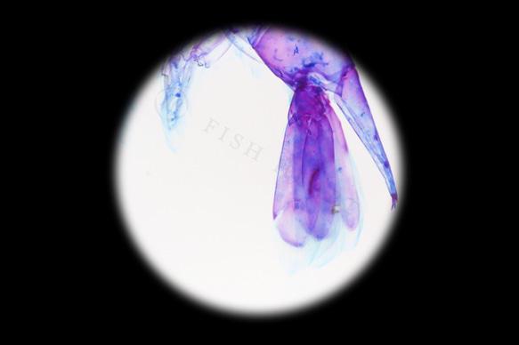 【透明標本工房フィッシュハート】透明標本キーホルダー - Macrobrachium nipponense 12枚目の画像