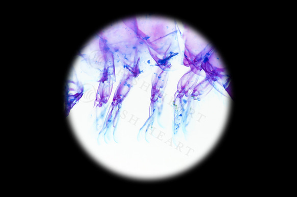 【透明標本工房フィッシュハート】透明標本キーホルダー - Macrobrachium nipponense 11枚目の画像