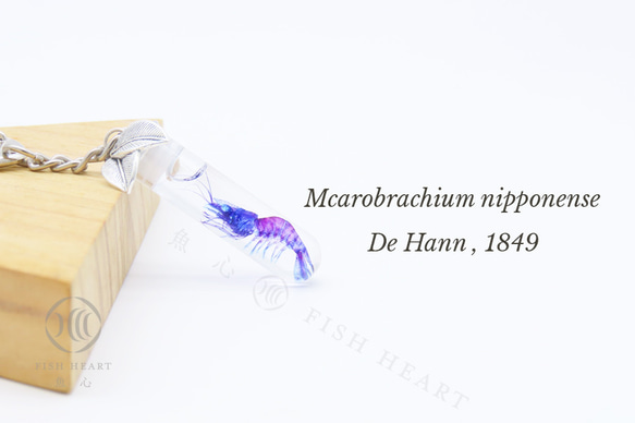【透明標本工房 fishheart】透明標本鑰匙圈 - 日本沼蝦 Macrobrachium nipponense 第5張的照片