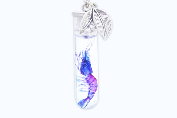 【透明標本工房 fishheart】透明標本鑰匙圈 - 日本沼蝦 Macrobrachium nipponense 第2張的照片