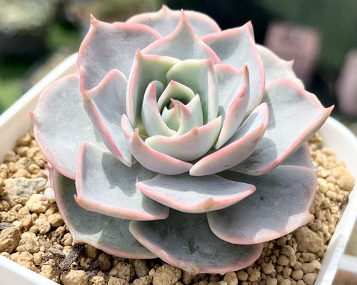 0e384339939fb52e2cfdd4bdd83b05