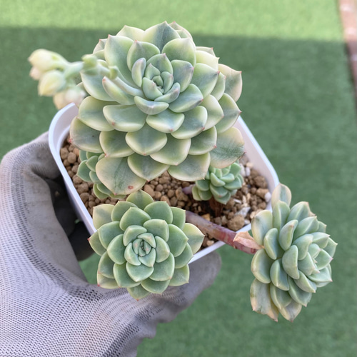 確認用　ベビーティース錦　ティンカーベル　ドラド　モモラテ　5株セット　抜き苗 ティンカーベル錦 - メルカリ