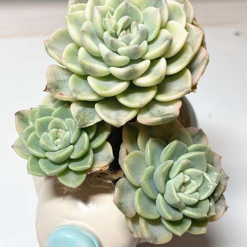 SOLD ティンカーベル錦 群生 厳選韓国苗 名前付き 多肉植物 〜Green