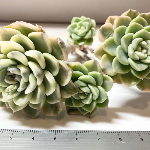 SOLD ティンカーベル錦 群生 厳選韓国苗 名前付き 多肉植物 〜Green