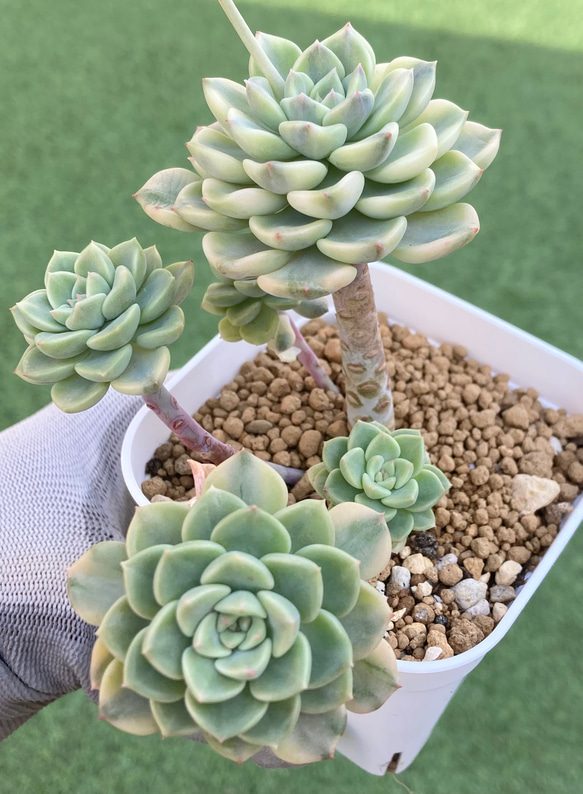 お取り置き 多肉植物 レジョン錦 新根あり ベルダンディ錦