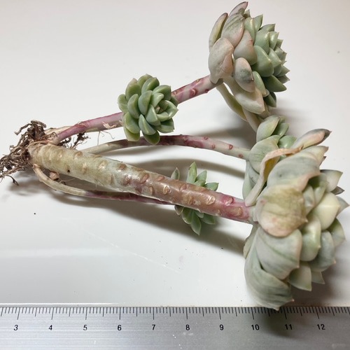 SOLD ティンカーベル錦 群生 厳選韓国苗 名前付き 多肉植物 〜Green