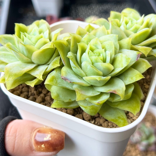 多肉植物　韓国苗　ラズベリーアイス ラズベリーアイス – 多肉植物の通販・販売サイト tawawa