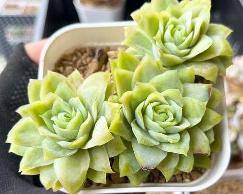 みかん☆様お取り置き・多肉☆ラズベリーアイス群生株・抜き苗 276現物