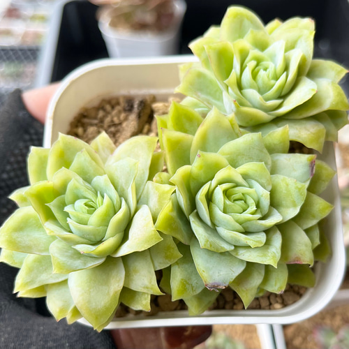 多肉植物　韓国苗　ラズベリーアイス 多肉植物韓国苗ラズベリーアイス