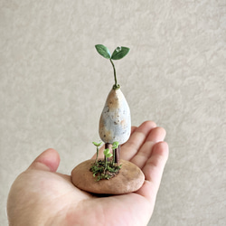 7872.bud 三本脚 育み中 6枚目の画像