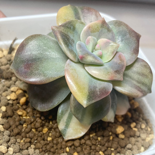 多肉植物 パープルディライト錦 新入荷 るる農園 | るる農園
