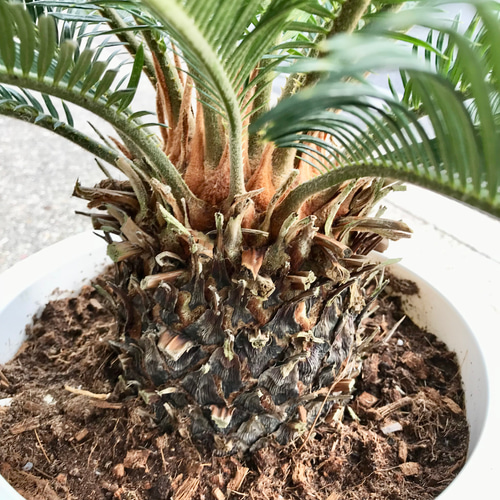 蘇轍 ソテツ Cycas revoluta 10号 その他インテリア雑貨 PLANTS 蘇轍 ソテツ Cycas revoluta 10号 その他インテリア雑貨 PLANTS