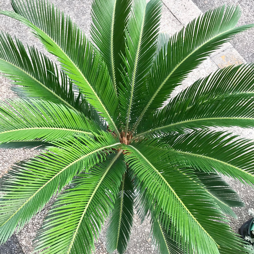 蘇轍 ソテツ 2個セット